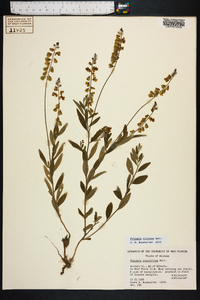 Polygala violacea image