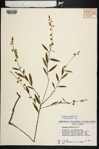 Polygala violacea image