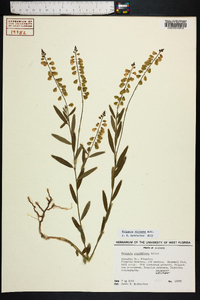 Polygala violacea image