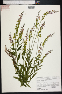 Polygala violacea image