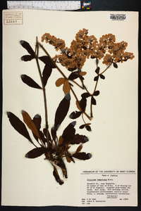 Eriogonum tomentosum image