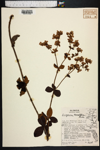 Eriogonum tomentosum image