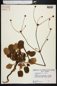 Eriogonum tomentosum image