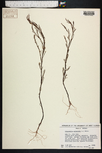 Polygonella articulata image