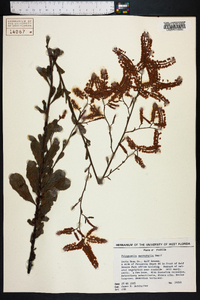 Polygonella macrophylla image