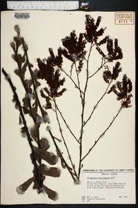 Polygonella macrophylla image