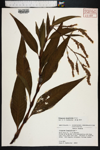 Polygonum densiflorum image