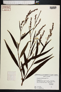 Polygonum densiflorum image