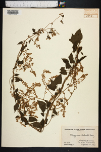 Polygonum baldschuanicum image