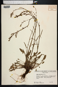 Rumex hastatulus image