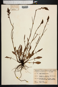 Rumex hastatulus image