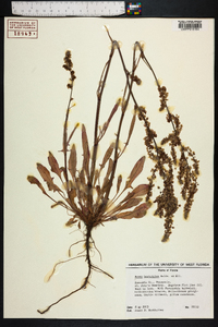 Rumex hastatulus image