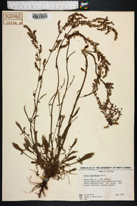 Rumex hastatulus image