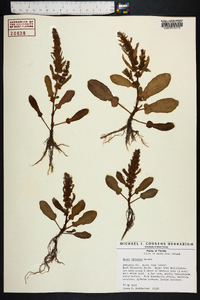 Rumex obovatus image