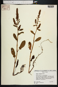 Rumex obovatus image