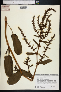 Rumex obovatus image