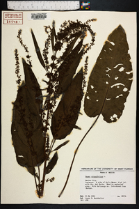 Rumex obtusifolius image