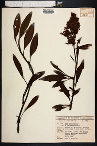 Rumex verticillatus image