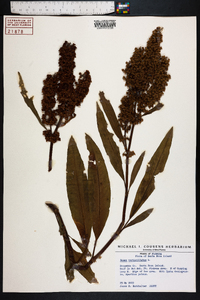 Rumex verticillatus image