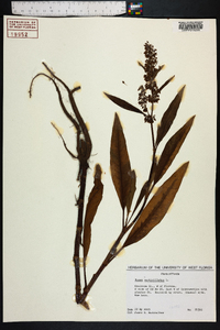 Rumex verticillatus image