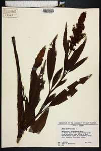 Rumex verticillatus image