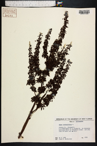 Rumex verticillatus image