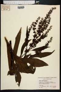 Rumex verticillatus image