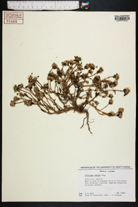 Portulaca amilis image