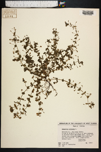 Lysimachia arvensis image