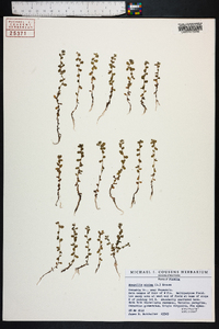 Lysimachia minima image