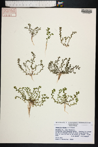 Lysimachia minima image