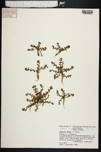 Lysimachia minima image