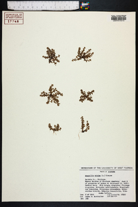 Lysimachia minima image