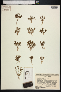 Lysimachia minima image