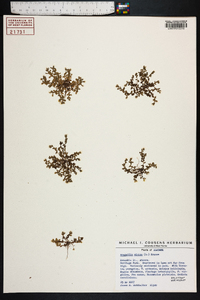 Lysimachia minima image