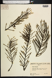 Hakea sericea image