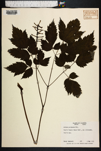 Actaea pachypoda image