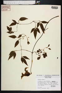 Clematis crispa image