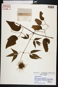 Clematis crispa image