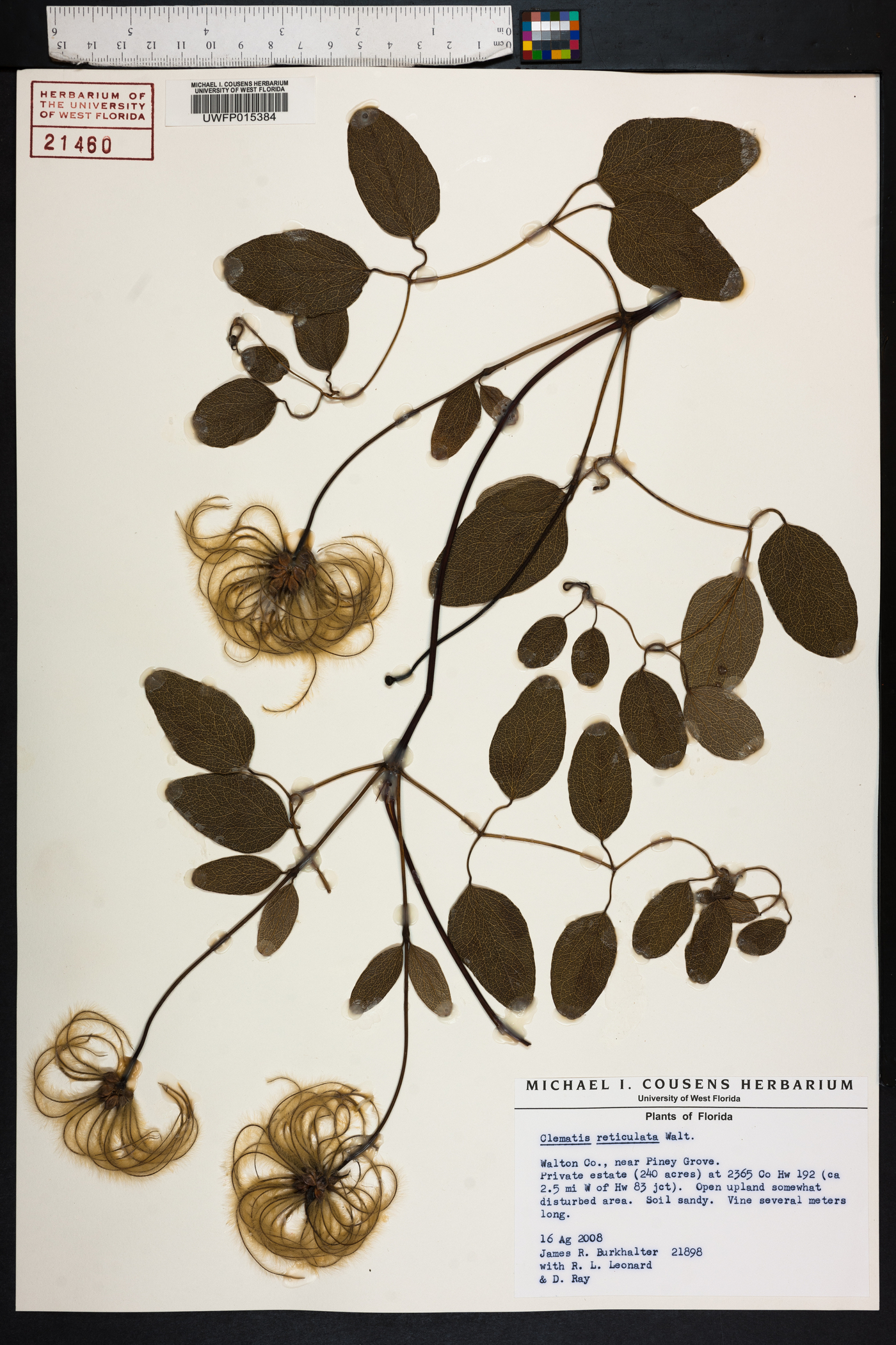 Clematis reticulata image