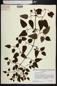 Clematis terniflora image