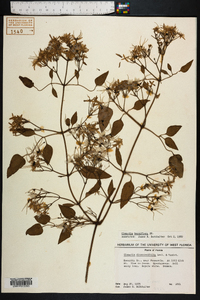 Clematis terniflora image