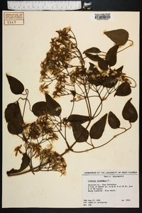 Clematis terniflora image