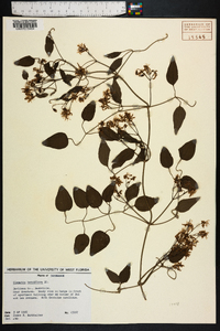 Clematis terniflora image