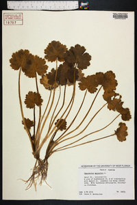 Ranunculus muricatus image