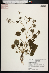 Ranunculus parviflorus image