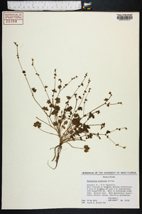 Ranunculus platensis image