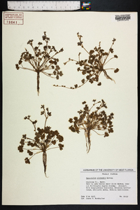 Ranunculus platensis image