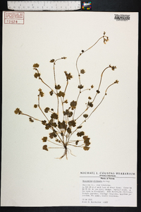 Ranunculus platensis image