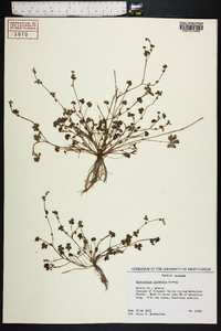 Ranunculus platensis image